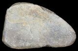 Hadrosaur Toe Bone - Alberta (Disposition #-) #71652-1